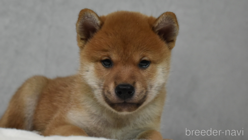 成約済の神奈川県の柴犬-269069の1枚目