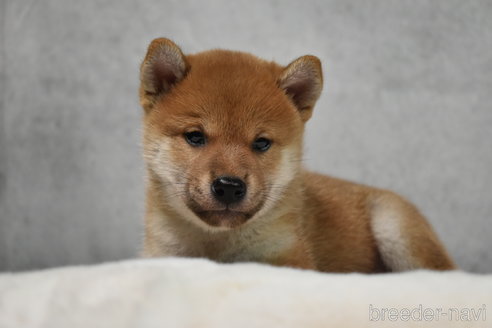 成約済の神奈川県の柴犬-269069の4枚目