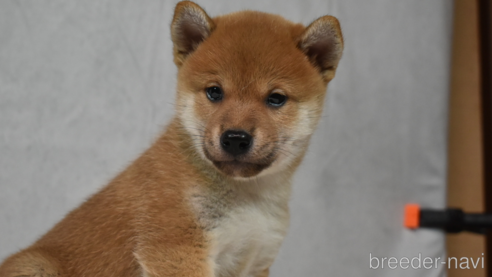 成約済の神奈川県の柴犬-269069の2枚目