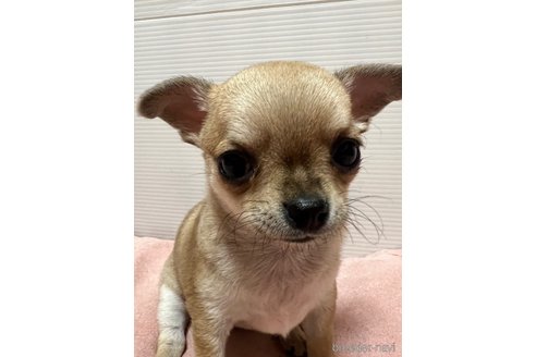 成約済の千葉県のチワワ(スムースコート)-265117の6枚目