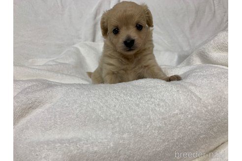 成約済の岐阜県のミックス犬-267581の6枚目