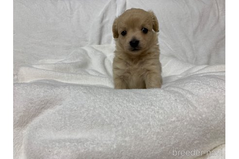 成約済の岐阜県のミックス犬-267581の5枚目