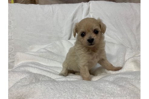 成約済の岐阜県のミックス犬-266487の7枚目