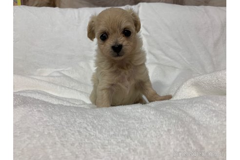 成約済の岐阜県のミックス犬-266487の6枚目