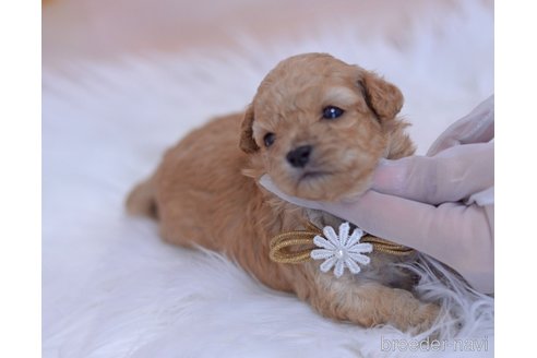 成約済の埼玉県のミックス犬-271854の20枚目