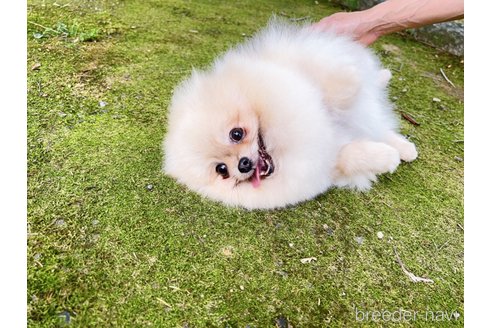 スイカちゃん1枚目