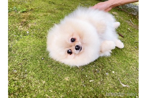 スイカちゃん1枚目