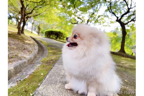 スイカちゃん1枚目