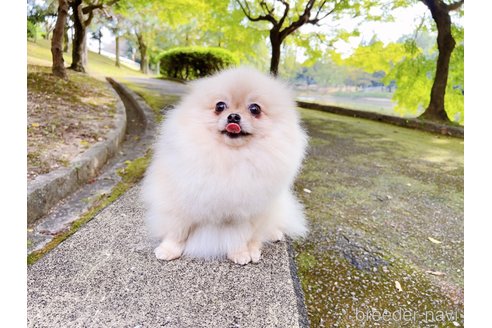 スイカちゃん1枚目