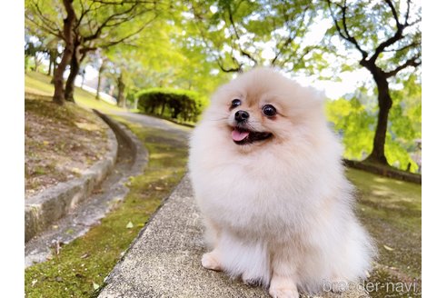 スイカちゃん1枚目