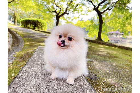 スイカちゃん1枚目