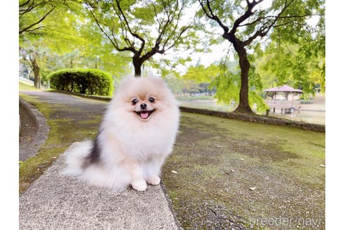 スイカちゃん1枚目