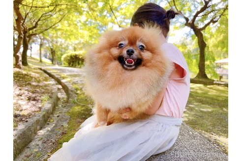 ナツメちゃん1枚目