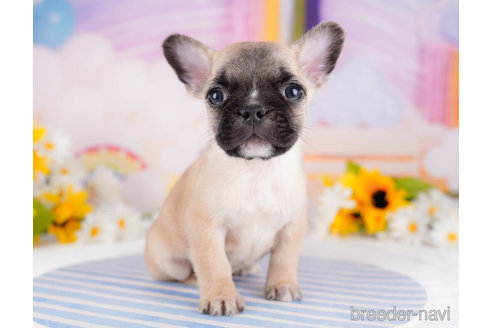 成約済の千葉県のフレンチブルドッグ-271878の1枚目