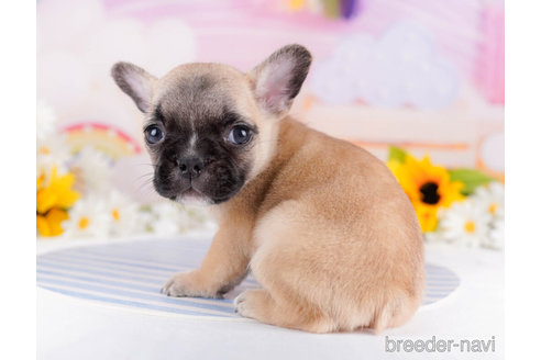 成約済の千葉県のフレンチブルドッグ-271878の5枚目