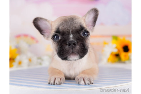 成約済の千葉県のフレンチブルドッグ-271878の6枚目