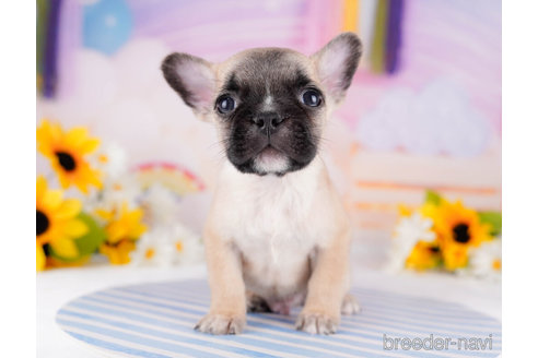 成約済の千葉県のフレンチブルドッグ-271878の4枚目