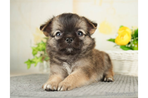 成約済の千葉県のチワワ(ロングコート)-271883の3枚目