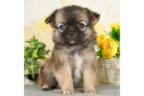 成約済の千葉県のチワワ(ロングコート)-271883の1枚目