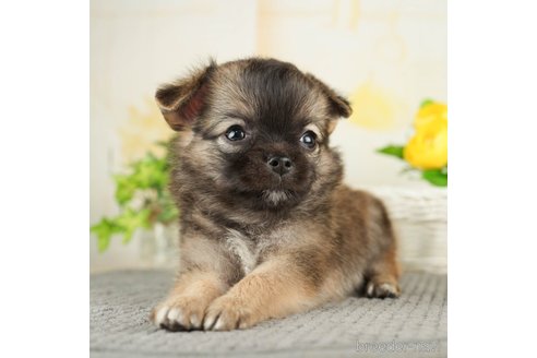 成約済の千葉県のチワワ(ロングコート)-271883の4枚目