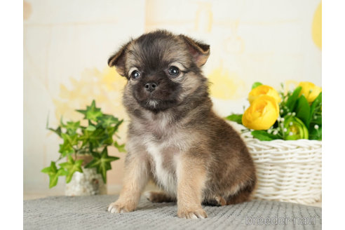 成約済の千葉県のチワワ(ロングコート)-271883の2枚目