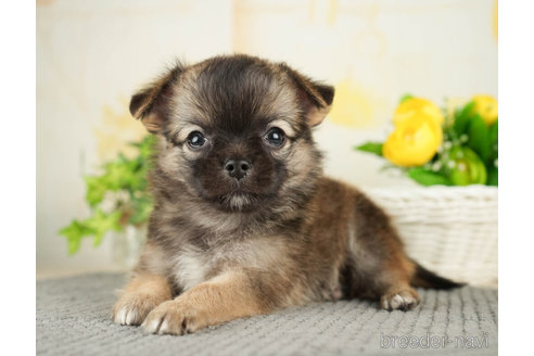 成約済の千葉県のチワワ(ロングコート)-271883の5枚目