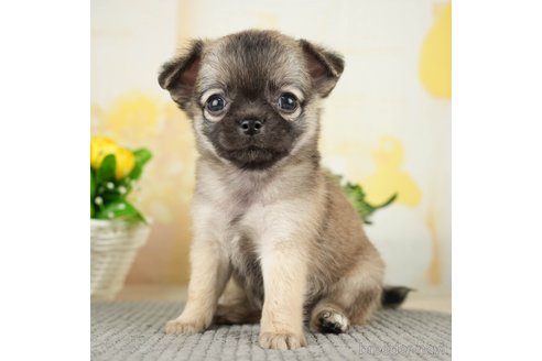 成約済の千葉県のチワワ(ロングコート)-271885の2枚目