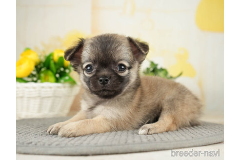 成約済の千葉県のチワワ(ロングコート)-271885の3枚目