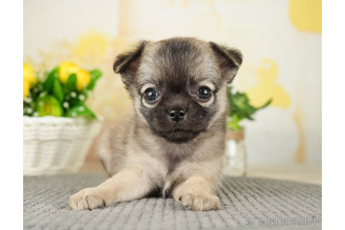 成約済の千葉県のチワワ(ロングコート)-271885の4枚目