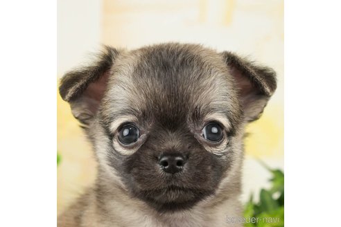 成約済の千葉県のチワワ(ロングコート)-271885の1枚目