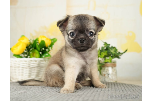 成約済の千葉県のチワワ(ロングコート)-271885の5枚目