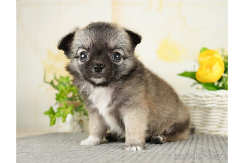 成約済の千葉県のチワワ(ロングコート)-271888の2枚目