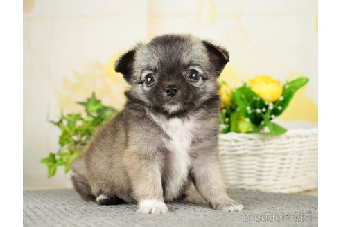 成約済の千葉県のチワワ(ロングコート)-271888の4枚目