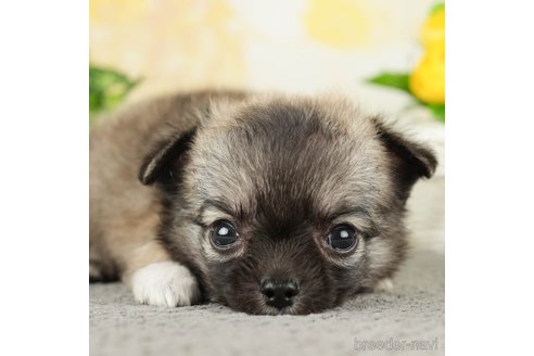 成約済の千葉県のチワワ(ロングコート)-271888の1枚目