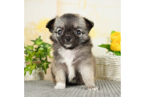 成約済の千葉県のチワワ(ロングコート)-271888の3枚目