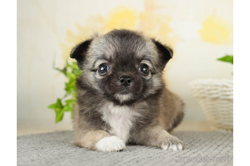 成約済の千葉県のチワワ(ロングコート)-271888の5枚目