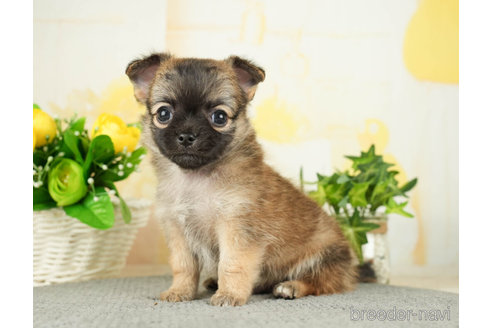成約済の千葉県のチワワ(ロングコート)-271889の5枚目