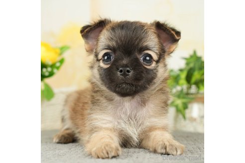 成約済の千葉県のチワワ(ロングコート)-271889の1枚目