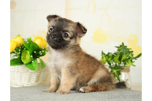 成約済の千葉県のチワワ(ロングコート)-271889の2枚目