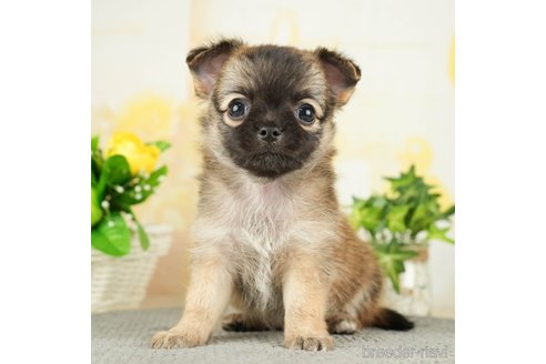 成約済の千葉県のチワワ(ロングコート)-271889の3枚目