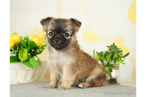 成約済の千葉県のチワワ(ロングコート)-271889の4枚目