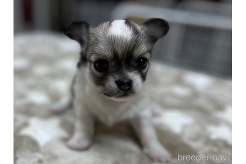 成約済の愛知県のチワワ(ロングコート)-271981の2枚目