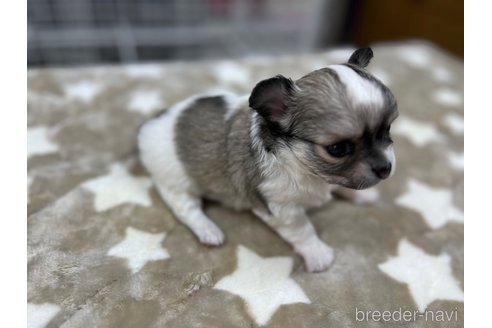 成約済の愛知県のチワワ(ロングコート)-271981の3枚目