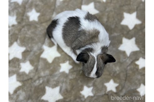 成約済の愛知県のチワワ(ロングコート)-271981の4枚目