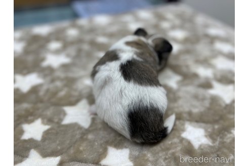 成約済の愛知県のチワワ(ロングコート)-271981の5枚目