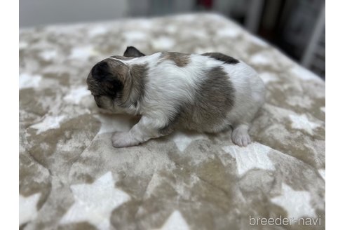 成約済の愛知県のチワワ(ロングコート)-271981の6枚目