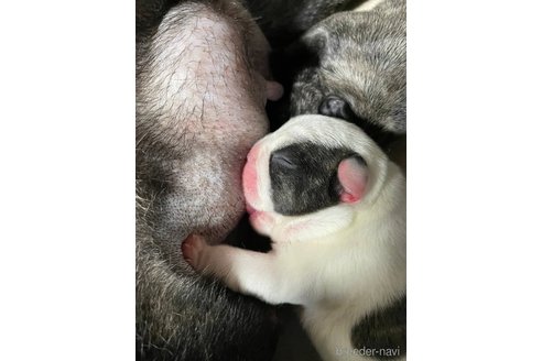 成約済の滋賀県のフレンチブルドッグ-271985の9枚目