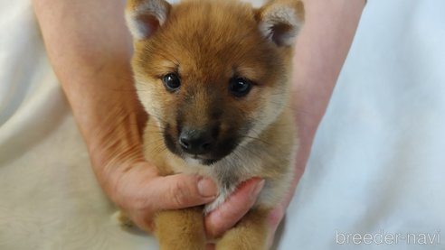 成約済の愛知県の豆柴-266726の4枚目