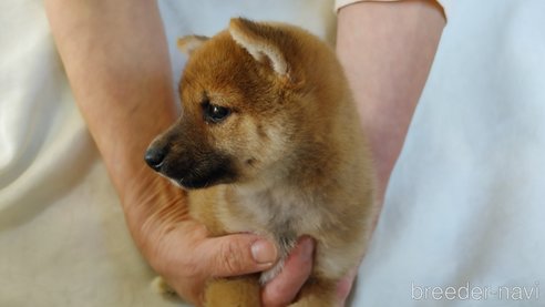 成約済の愛知県の豆柴-266726の3枚目