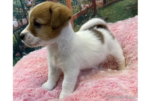 成約済の愛知県のジャックラッセルテリア-272042の5枚目